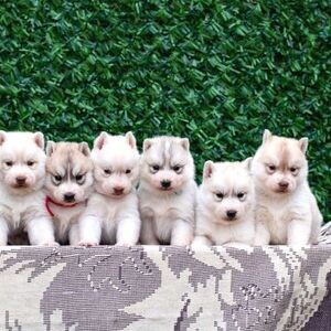 2 Siberian Husky pup | PostAds PH