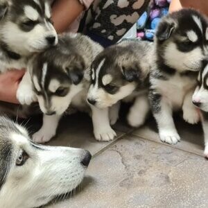 Gorgeous Siberian husky puppies | PostAds PH