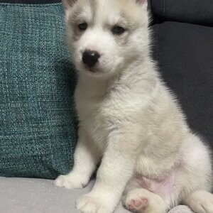 Akc registered Siberian Husky puppies | PostAds PH