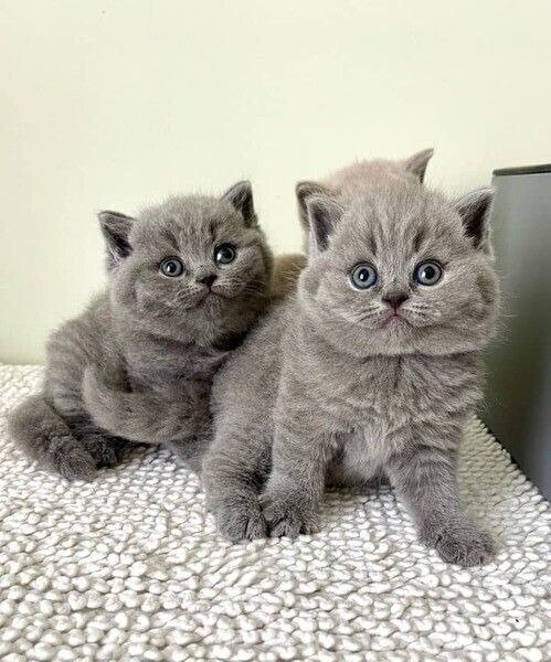 Amazing British Shorthair kittens for sale