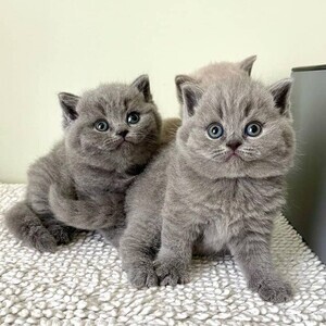 Amazing British Shorthair kittens for sale | PostAds PH