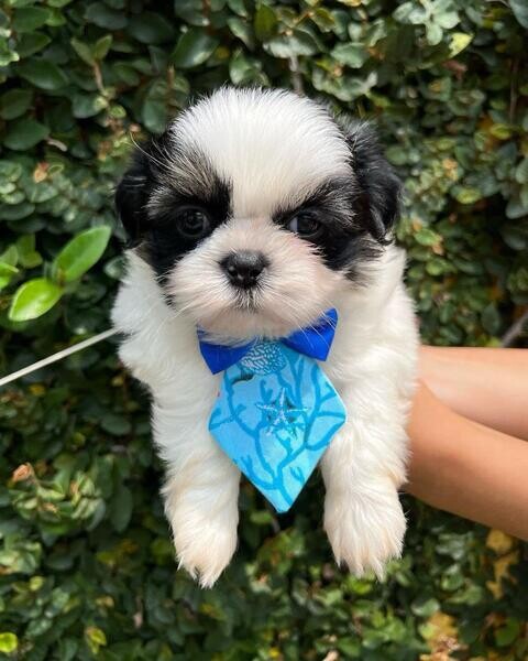Beautiful shih Tzu puppies