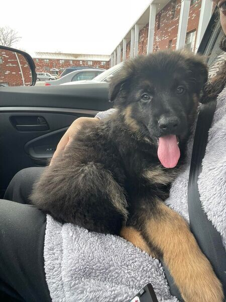 Amazing Germany shepherd puppies looking For a Good Homes