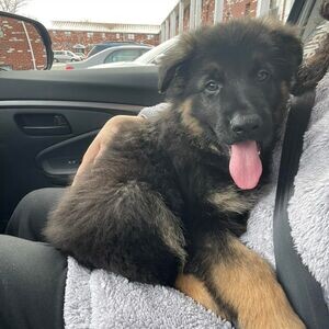 Amazing Germany shepherd puppies looking For a Good Homes | PostAds PH