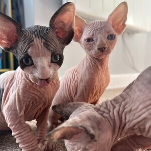 Sphynx Kittens Ready Now – companionship breed | PostAds PH