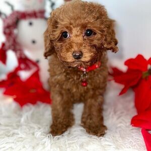 Lovely toy poodle puppies for adoption | PostAds PH