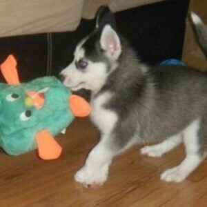 AKC Registered Siberian Husky Puppies whatsapp:+44-7543-4700-27 | PostAds PH