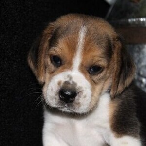 v beagle puppies whatsapp:+44-7543-4700-27 | PostAds PH