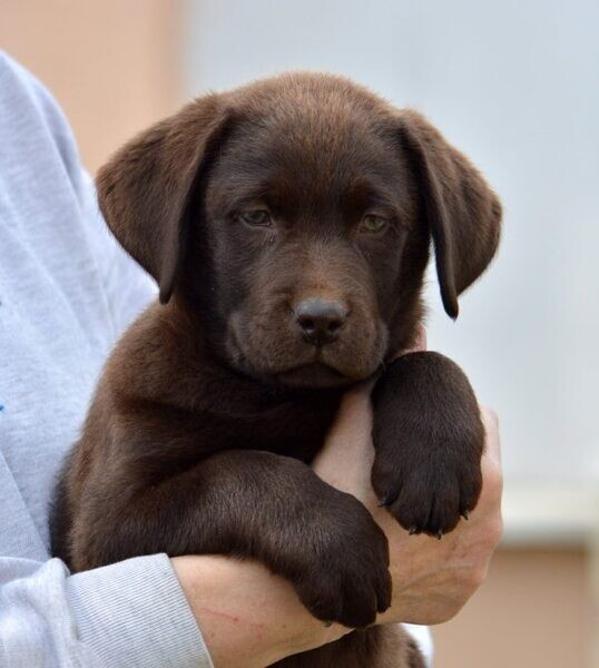  Labrador Retriever Puppies.  Viber: 00237 653 81 7429