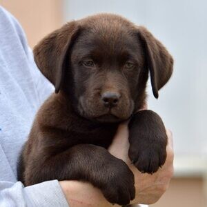 Labrador Retriever Puppies. Viber: 00237 653 81 7429 | PostAds PH