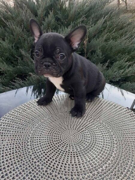 French Bulldog Puppies. Viber: 00237 653 81 7429