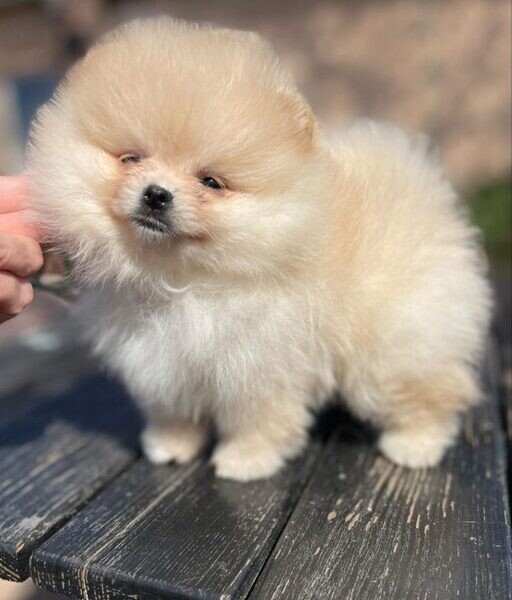 100% purebred Mini Pomeranian Puppies.Viber: 00237 653 81 7429