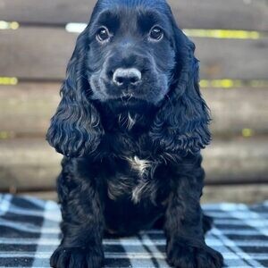 English Cocker Spaniel Puppies// Viber: 00237 653 81 7429 | PostAds PH