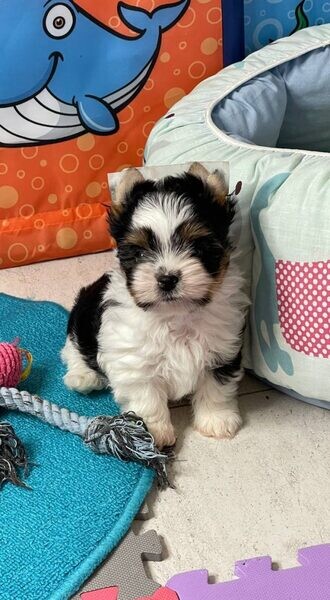 Biewer Yorkshire Terrier Puppies.  Viber: 00237 653 81 7429
