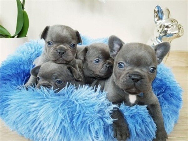 Healthy French Bulldog Puppies. Viber: 00237 653 81 7429