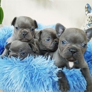 Healthy French Bulldog Puppies. Viber: 00237 653 81 7429 | PostAds PH