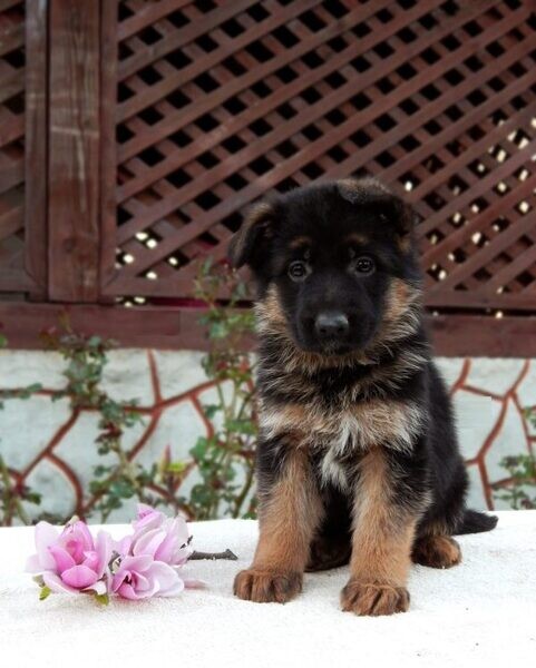  Home Trained German Shepherd Puppies. Viber: 00237 653 81 7429