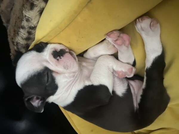 Boston Terrier puppies. Viber: 00237 653 81 7429
