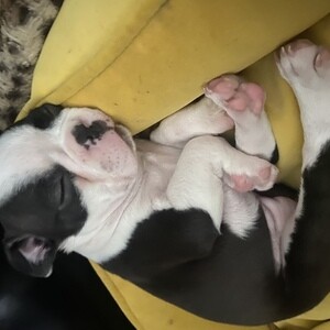 Boston Terrier puppies. Viber: 00237 653 81 7429 | PostAds PH