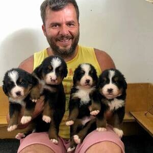 KC Reg Bernese mountain puppies.Viber: 00237 653 81 7429 | PostAds PH