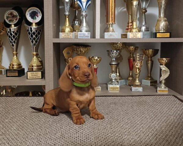 Dashing  Miniature Dachshund Puppies. Viber: 00237 653 81 7429