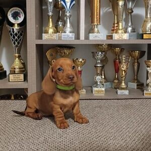 Dashing Miniature Dachshund Puppies. Viber: 00237 653 81 7429 | PostAds PH