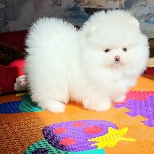 Dashing Mini Pomeranian Puppies. Viber: 00237 653 81 7429 | PostAds PH