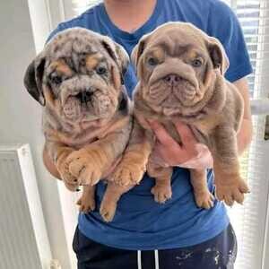 English Bulldog male and female puppies.Viber: 00237 653 81 7429 | PostAds PH