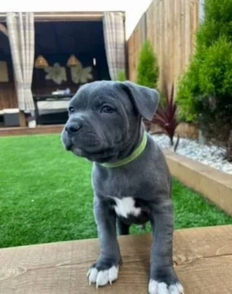 Stunning Staffordshire bull terrier puppies. Viber: 00237 653 81 7429