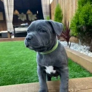 Stunning Staffordshire bull terrier puppies. Viber: 00237 653 81 7429 | PostAds PH