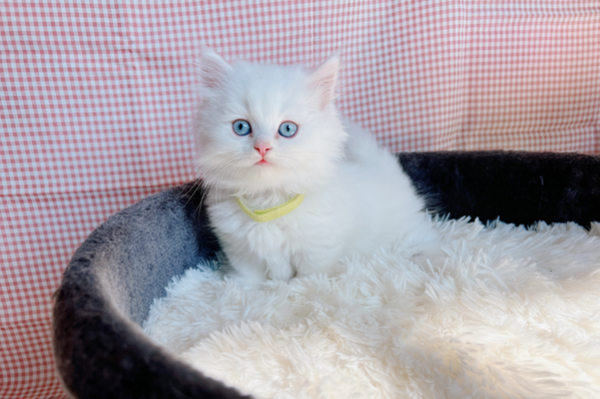 Cute Munchkin kittens..Viber: 00237 653 81 7429
