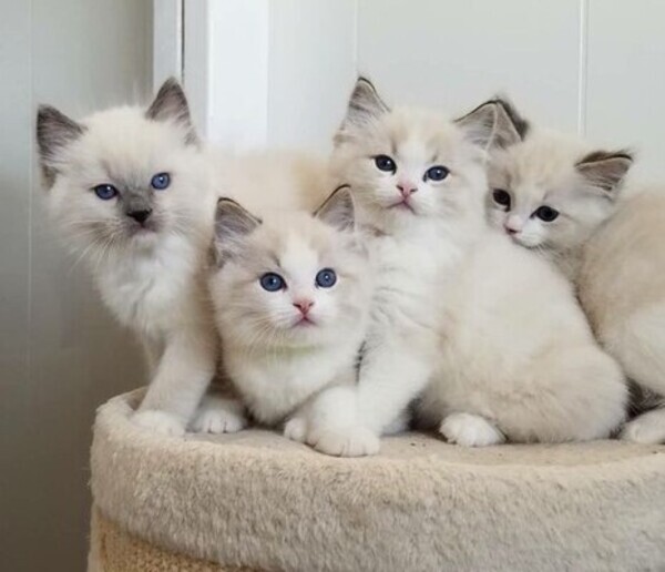 Healthy Ragdoll Kittens available‼️‼️‼️.Viber: 00237 653 81 7429