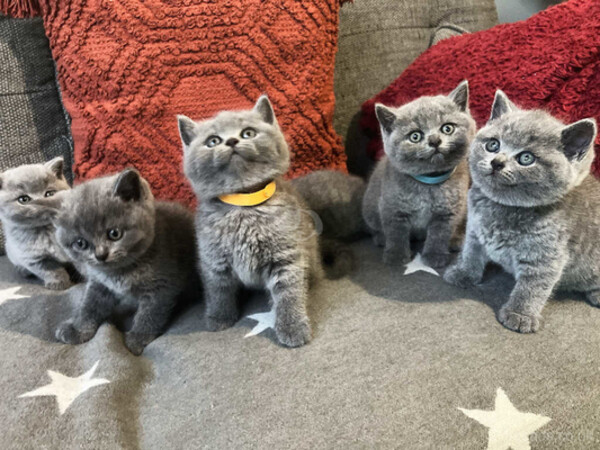 Male and Female British Shorthair Kittens. Viber: 00237 653 81 7429