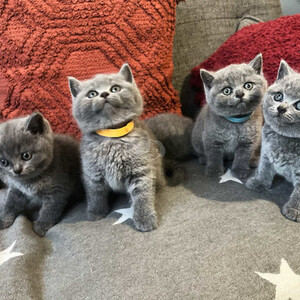 Male and Female British Shorthair Kittens. Viber: 00237 653 81 7429 | PostAds PH