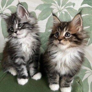 Cuttest Mainecoon Kittens ..Viber: 00237 653 81 7429 | PostAds PH