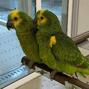 Amazon talking Parrot.. Viber: 00237 653 81 7429 | PostAds PH