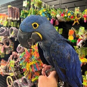 Talking Hyacinth Macaw Parrots..Viber:. 00237 653 81 7429 | PostAds PH
