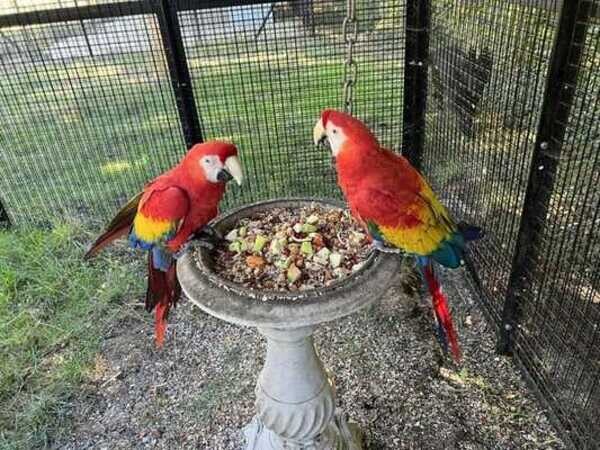 Tamed Scarlet Macaw Parrots. Viber: 00237 653 81 7429