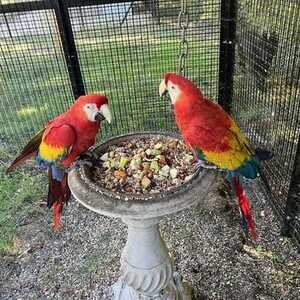 Tamed Scarlet Macaw Parrots. Viber: 00237 653 81 7429 | PostAds PH