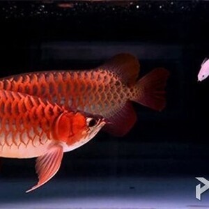 Super Red Arowana,Stingray Fish | PostAds PH