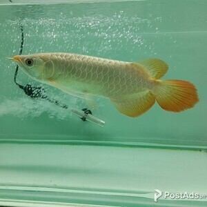 Supper red and other arowanas available | PostAds PH