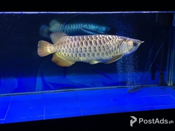 Golden crossback arowana