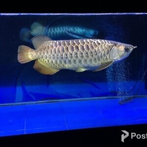 Golden crossback arowana | PostAds PH