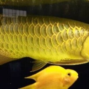 Arowana fishes available on sale | PostAds PH