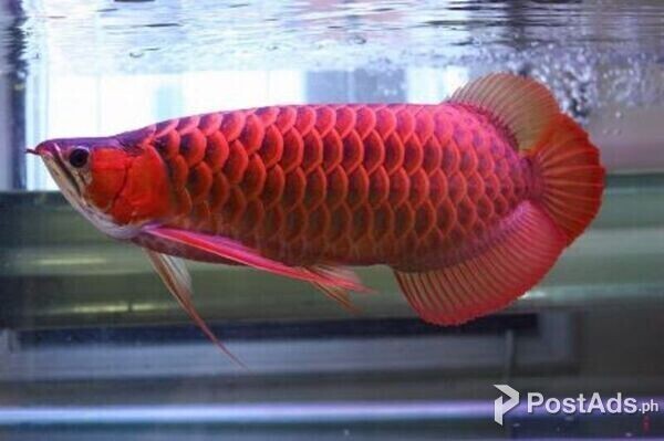 Supper red and other arowanas 