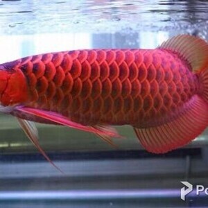 Supper red and other arowanas | PostAds PH