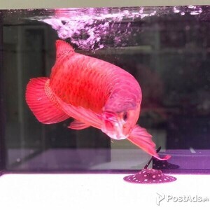 Blood Red Arowana Fish. | PostAds PH