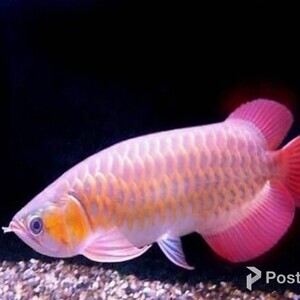 Banjar Red Arowana Fish | PostAds PH