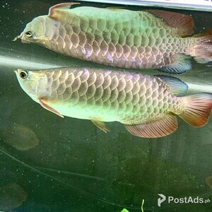 Hight Back Golden Arowana | PostAds PH