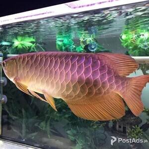 Cross Back Golden Arowana | PostAds PH